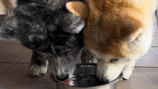 散歩後は水分補給よりも先にオヤツのおねだりをする秋田犬姉妹【Akitainu】akitainupata [upl. by Marris543]