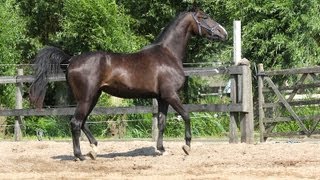 Warrant x Polytraum mare 2010 KWPN for sale [upl. by Yenffit209]