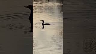 Cormorant 2 on 110224 [upl. by Aiehtela]