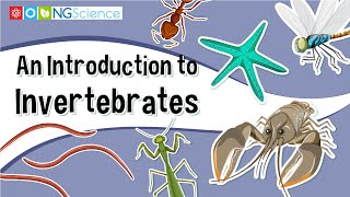 An Introduction to Invertebrates [upl. by Aimac]