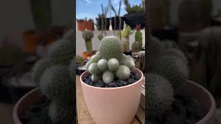 Mammillaria candida or snowball cactus [upl. by Chucho]