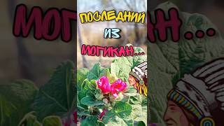 Последний из Могикан [upl. by Marian]