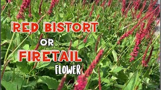 Red bistort or Firetail Persicaria amplexicaulis flower [upl. by Harutek]