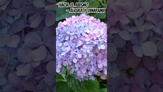 Hydrangea macrophyla bloom at Jardim BotánicoLisboa portugal alaskaydinarama spanishmusic shrub [upl. by Berglund816]