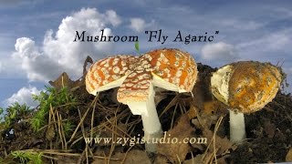 Timelapse of Growing quotFly Agaricquot mushrooms [upl. by Pik]