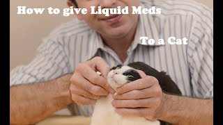 How to give liquid medication to a cat [upl. by Imotih]