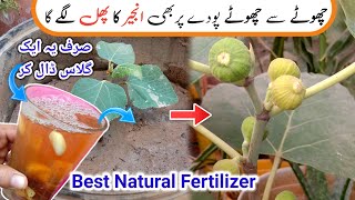 🔴Best Natural Fertilizer For Your Plants  Get Maximum Fruiting On Fig Tree [upl. by Geilich]