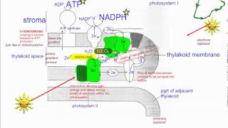 Photosynthesis Part 2 Light dependent reactions Non cyclic IB Biology [upl. by Lashar]