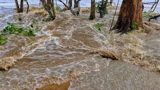 Naik atas pohon Rekam Video Ombak Bono [upl. by Nillor]