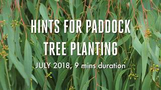 Paddock Tree Planting at Hovells Creek NSW [upl. by Ajim]