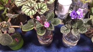 African Violet Water Culture  BLOOM Progress Week 4 [upl. by Alasdair]