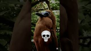 😰TERRIFYING BIRDS SCREAM EDIT 😨 edit shortsviral shorts birds scream [upl. by Simara455]