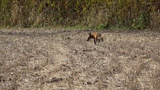 Closeup Of A Red Fox In Broad Daylight [upl. by Tterag81]