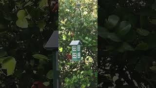 Bird feeder with Northern Cardinal and Tufted titmouse inbbird garden urbangarden birdwatch [upl. by Schreck]