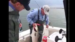 Striped Bass Fishing  Topwater  Manhattan NY Preview [upl. by Aihsakal]