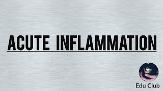 Mechanism Of Acute Inflammation [upl. by Krefetz]