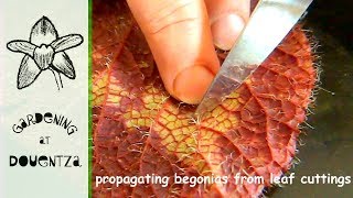 Propagating Begonias From Leaf Cuttings 1 of 2 [upl. by Tobin900]