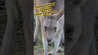 Diamond Head camping Crowdy Bay National park Friendly Kangaroo wildlife [upl. by Astraea]