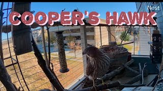 coopers hawk [upl. by Dowell]