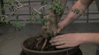 How to Bonsai  Repotting a tree and wiring in [upl. by Ial]