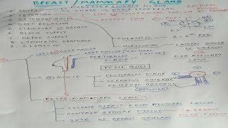 Mammary gland Anatomy  1  TCML [upl. by Swaine895]