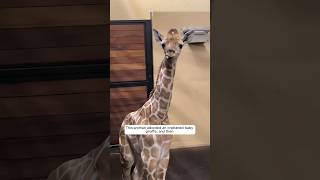 This woman adopted an orphaned baby giraffe and then this happened animalshorts [upl. by Naghem]