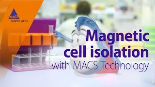 Magnetic cell isolation with MACS Technology [upl. by Wilfrid]