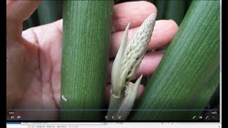 Snake plants  Sansevieria cylindrica and mansonia and trifasciata [upl. by Kilan]