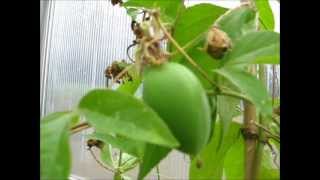 Passiflora incarnata sämling seedling 2012 [upl. by Winona658]