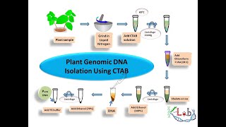 Plant Genomic DNA isolation using CTAB [upl. by Lorsung818]