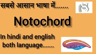 NOTOCHORD  In hindi and english  BIOLOGY  CHORDATES AND NON CHORDATES CLASS 11  NEET 2025 [upl. by Amar]