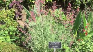 Apache Sunset  Agastache rupestris  Sunset hyssop [upl. by Alaster]