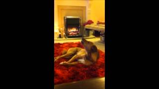 Alfie Howls At Corrie [upl. by Belda]