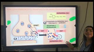 Aminas biogenas Dopamina [upl. by Annovad147]