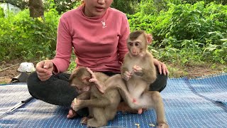 How Rio the Monkey Eats His Favorite Snacks – Total Boss Vibes [upl. by Eniloj]