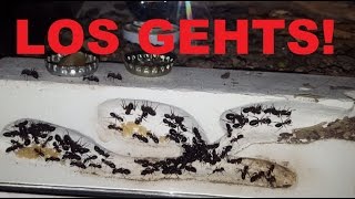 Ameisenfarm  Camponotus ligniperda 20  Los gehts [upl. by Valerie633]