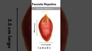 Anatomía de la fasciola hepática [upl. by Nnayar]