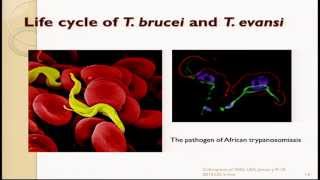 Zhao Rong Lun Cancer in Parasitic Protozoan Trypanosoma brucei and Toxoplasma gondii [upl. by Johathan84]