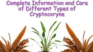 Cryptocoryne Care and Guide  Aquatic Plants Profile Episode 2 [upl. by Nogaem]