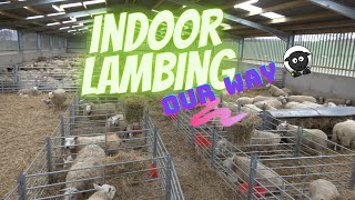 Indoor Lambing in Scotland [upl. by Ostap]