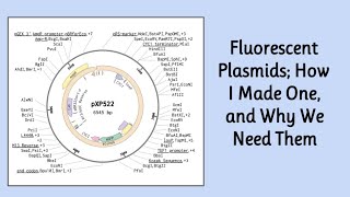 Editing A Plasmid  Synthetic Biology [upl. by Inohtna]