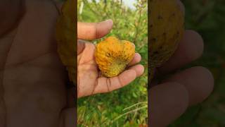 Annona spinescens fruit ripened  orange custardapple  annonecea family [upl. by Lahcar]