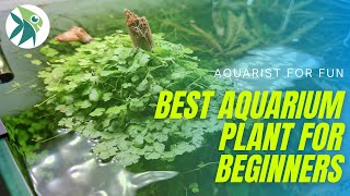 The EASIEST AQUARIUM Plant every BEGINNERS should have HYDROCOTYLE TRIPARTITA [upl. by Ennaitak]