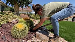 How to Remove Agave Quadricolor Pups and Clean Your Barrel Cactus [upl. by Nipha]