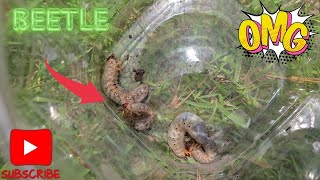 Pine Beetle Larvae EXPOSED Under the Wood Pine beetle larvae Mr Toads [upl. by Nybbor287]