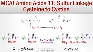 Disulfide Bridge Formation Cysteine to Cystine [upl. by Chapen]