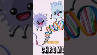 types of chromosomes neetaspirant neetexam neetmotivationvideoshortyoutube [upl. by Bunni]