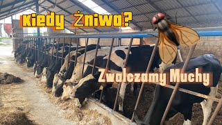 Zwalczamy Muchy Ścielenie Byków Kiedy Żniwa🌾🔥NIEMENÓWKA102 [upl. by Thursby]