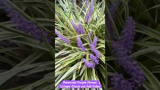 Perennial Purple Flower Liriope  Fall Container Gardening  Maryland Zone 7b fallgardening [upl. by Greta]