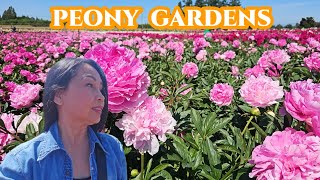 Peony  Adelman Gardens  Beautiful Peony Flowers Farm [upl. by Kano]